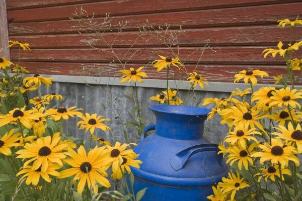 WA, Blue milk can sits amid garden flowers